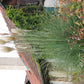 Cortaderia selloana 'Pumila' (Kleines Garten-Pampasgras)