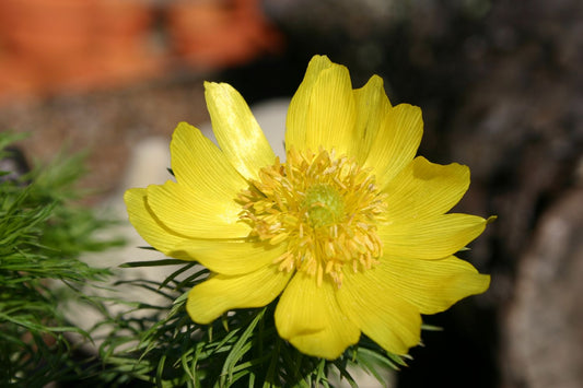 Adonis vernalis Frühlings-Adonisröschen