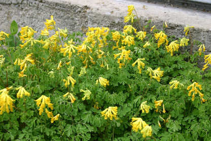 Corydalis lutea Gelber Lerchensporn