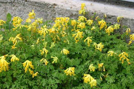 Corydalis lutea Gelber Lerchensporn