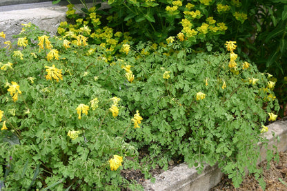 Corydalis lutea (Gelber Lerchensporn)