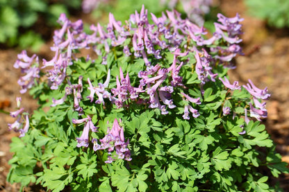 Corydalis solida (Festknolliger Lerchensporn)
