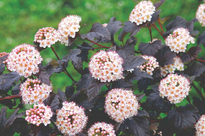 Physocarpus opulifolius 'Diabolo' Virginia-Blasenspiere