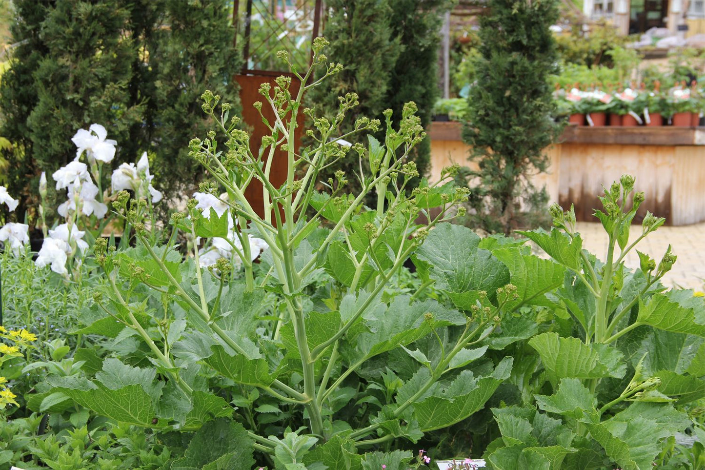 Crambe cordifolia (Herzblättriger Blütenkohl | Riesen-Schleierkraut)