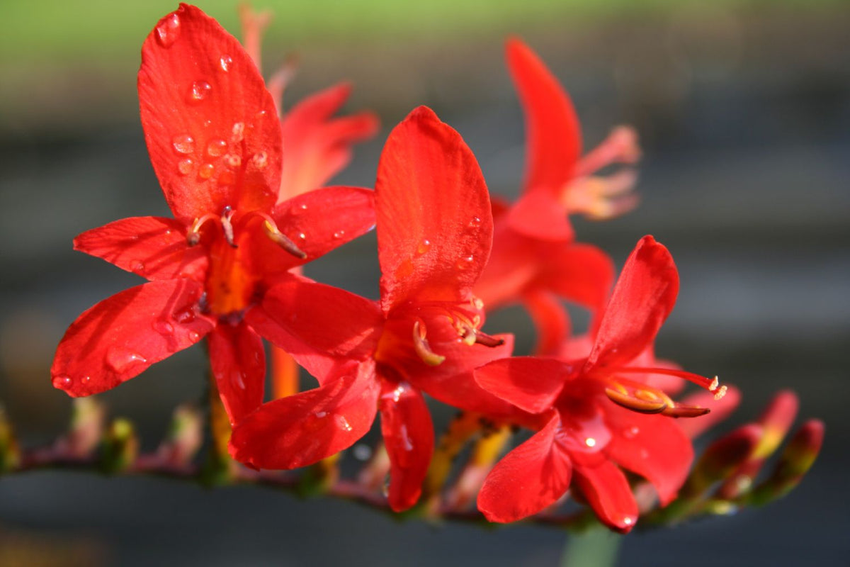 Crocosmia x crocosmiiflora 'Lucifer' (Montbretie) - P 1