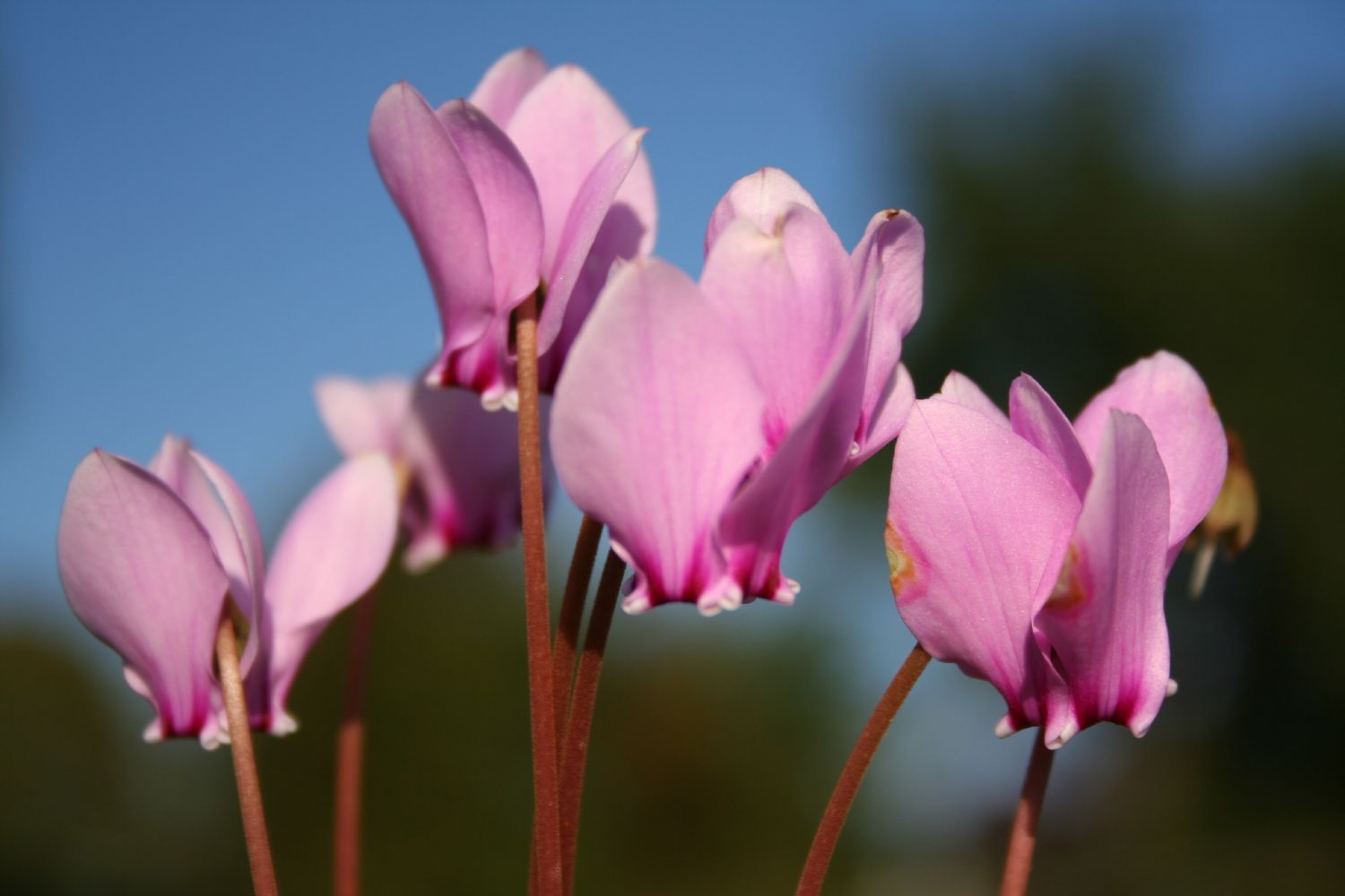 Cyclamen hederifolium Herbst-Alpenveilchen
