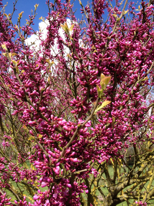 Cercis chinensis 'Avondale' Judasbaum
