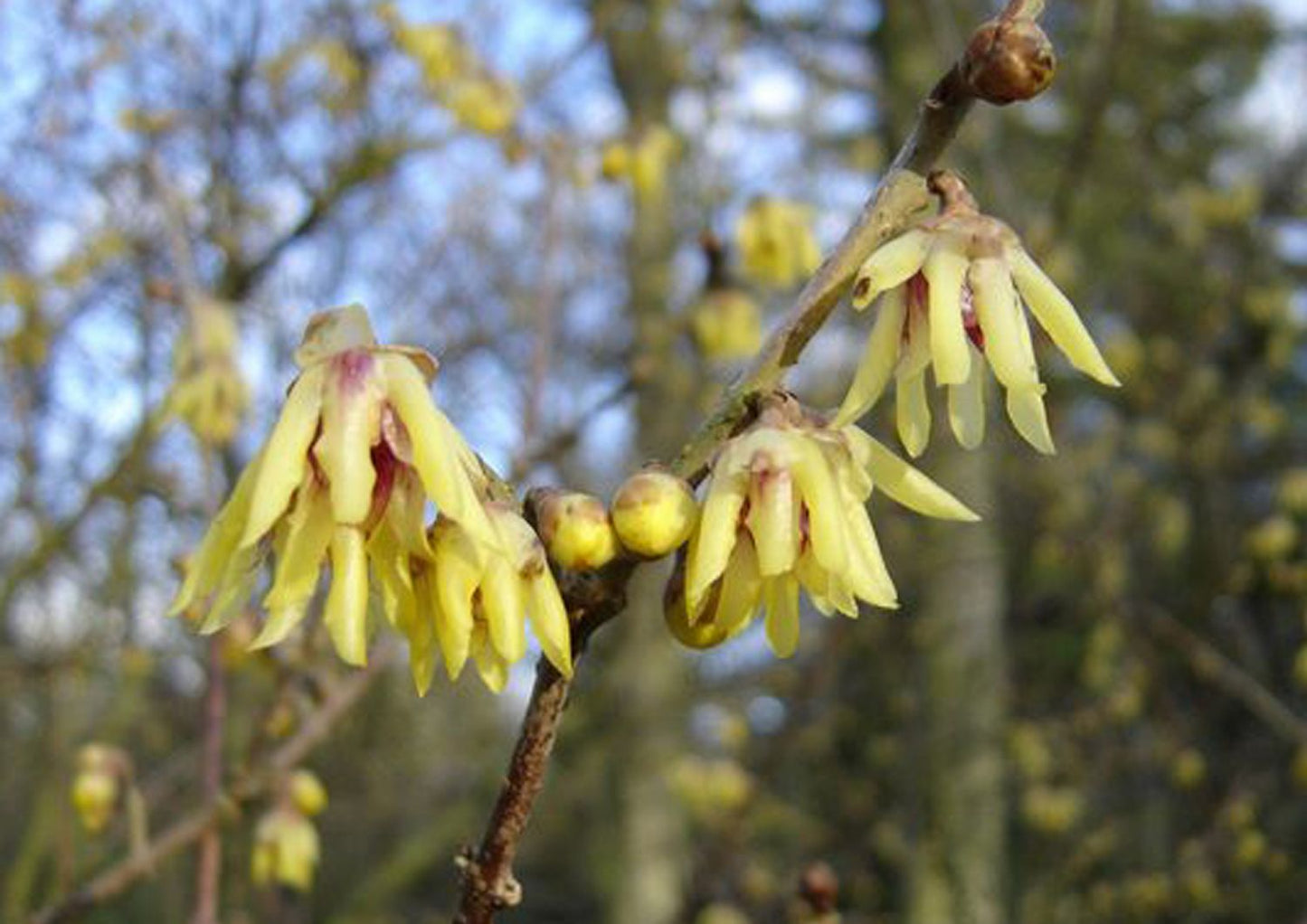 Chimonanthus praecox Winterblüte