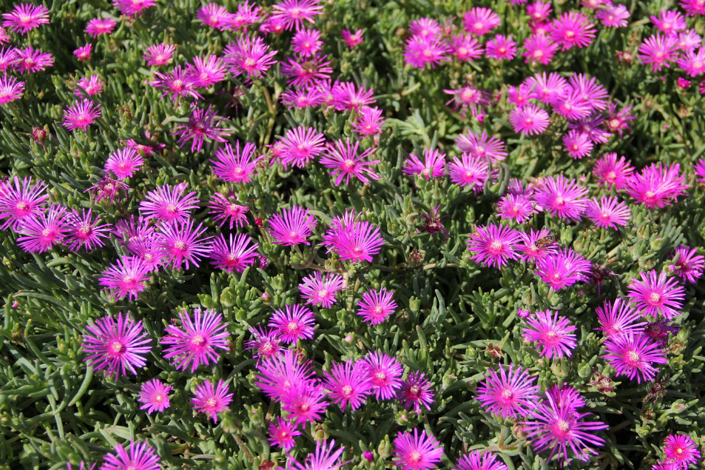 Delosperma cooperi Coopers Mittagsblume