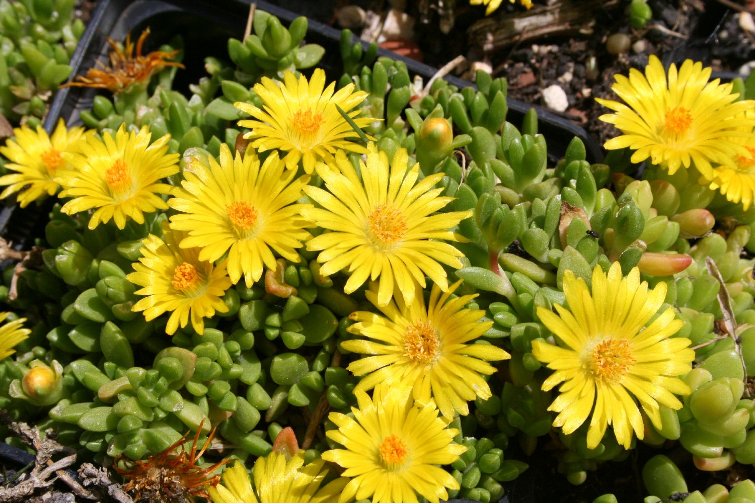 Delosperma nubigenum Südafrikanische Mittagsblume