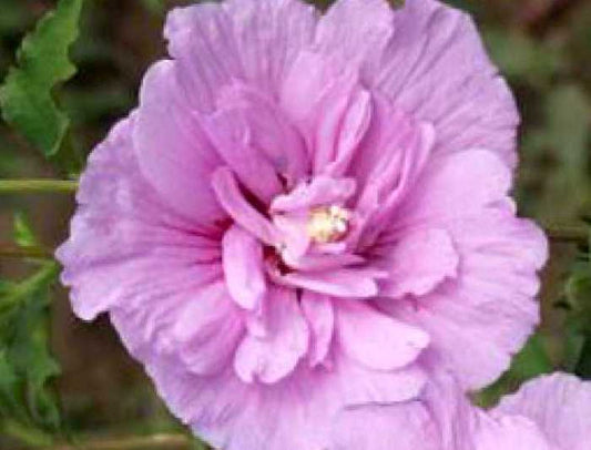 Hibiscus syriacus 'Lavender Chiffon' Rosen- bzw. Strauch-Eibisch