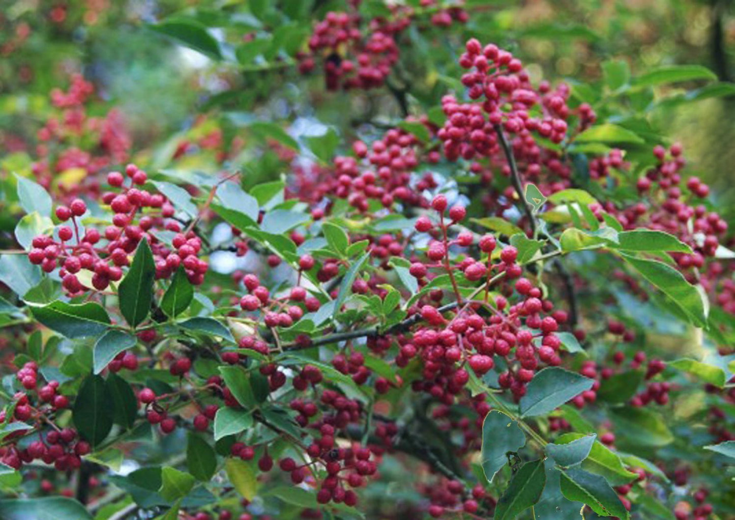 Szechuanpfeffer Samen - Winterharte Pfefferpflanze Für Garten