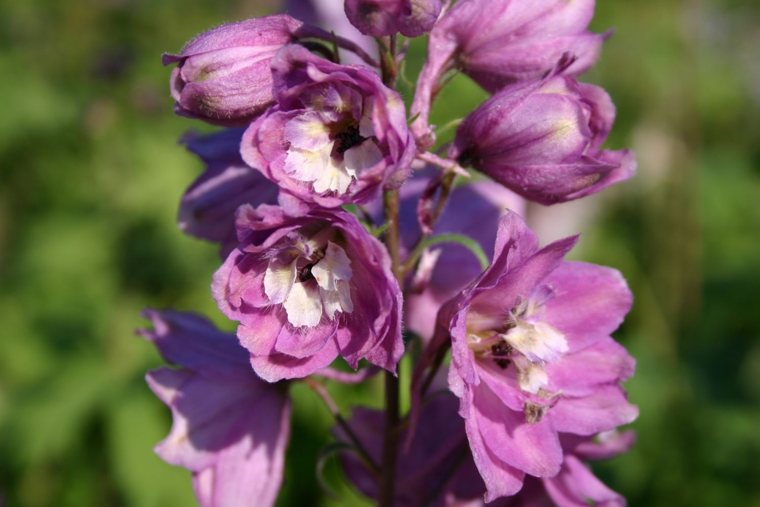 Delphinium Pacific-Hybride 'Astolat' Pacific-Rittersporn