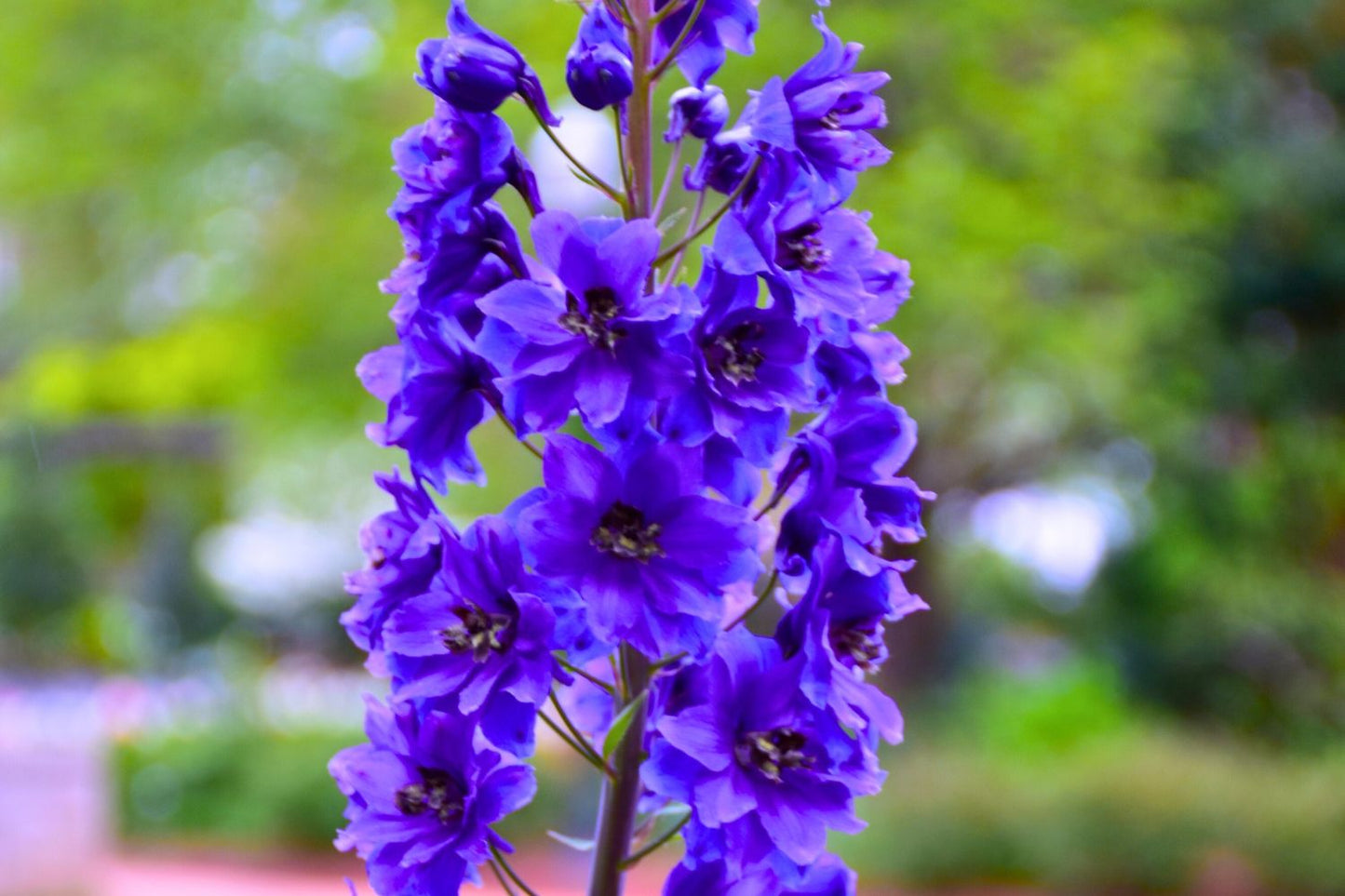 Delphinium Pacific-Hybride 'Black Knight' Pacific-Garten-Rittersporn