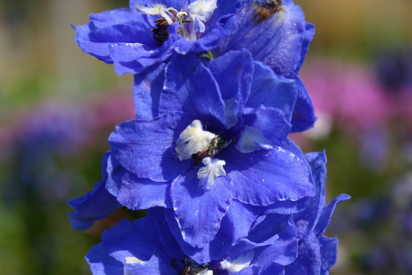 Delphinium Pacific-Hybride 'Blue Bird' Pacific-Rittersporn