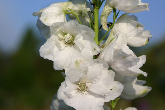 Delphinium Pacific-Hybride 'Galahad' Pacific-Rittersporn