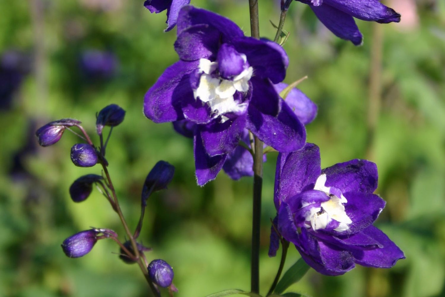 Delphinium Pacific-Hybride 'King Arthur' Pacific-Rittersporn