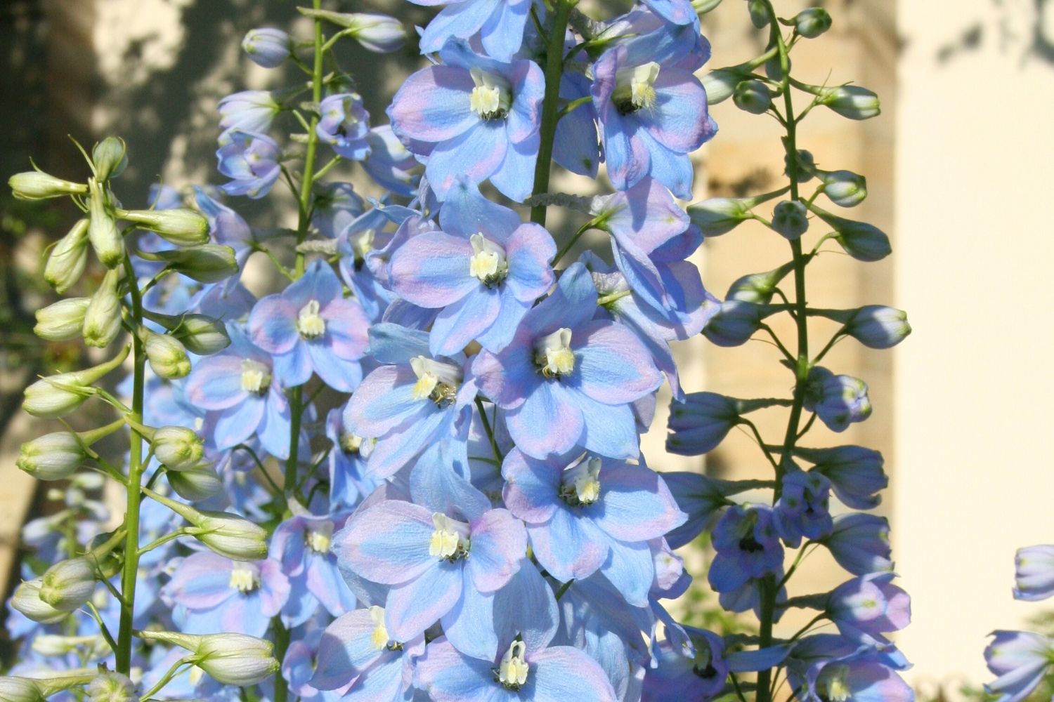 Delphinium Pacific-Hybride 'Summer Skies' Pacific-Rittersporn