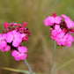 Dianthus carthusianorum Kartäuser-Nelke