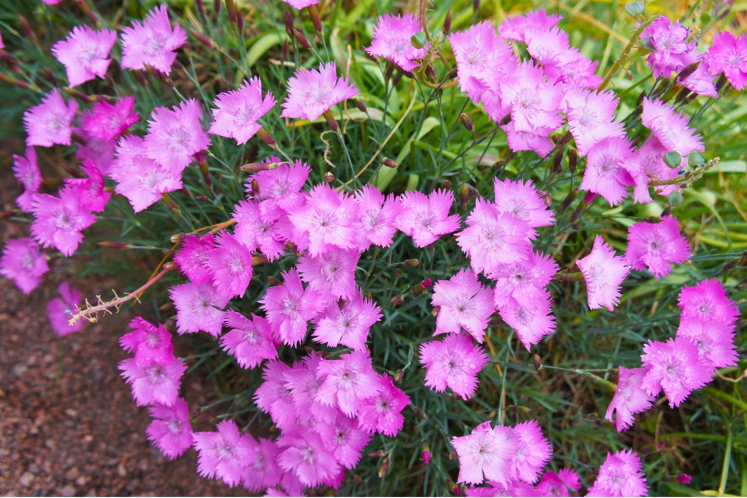 Dianthus gratianopolitanus 'Eydangeri' Pfingst-Nelke