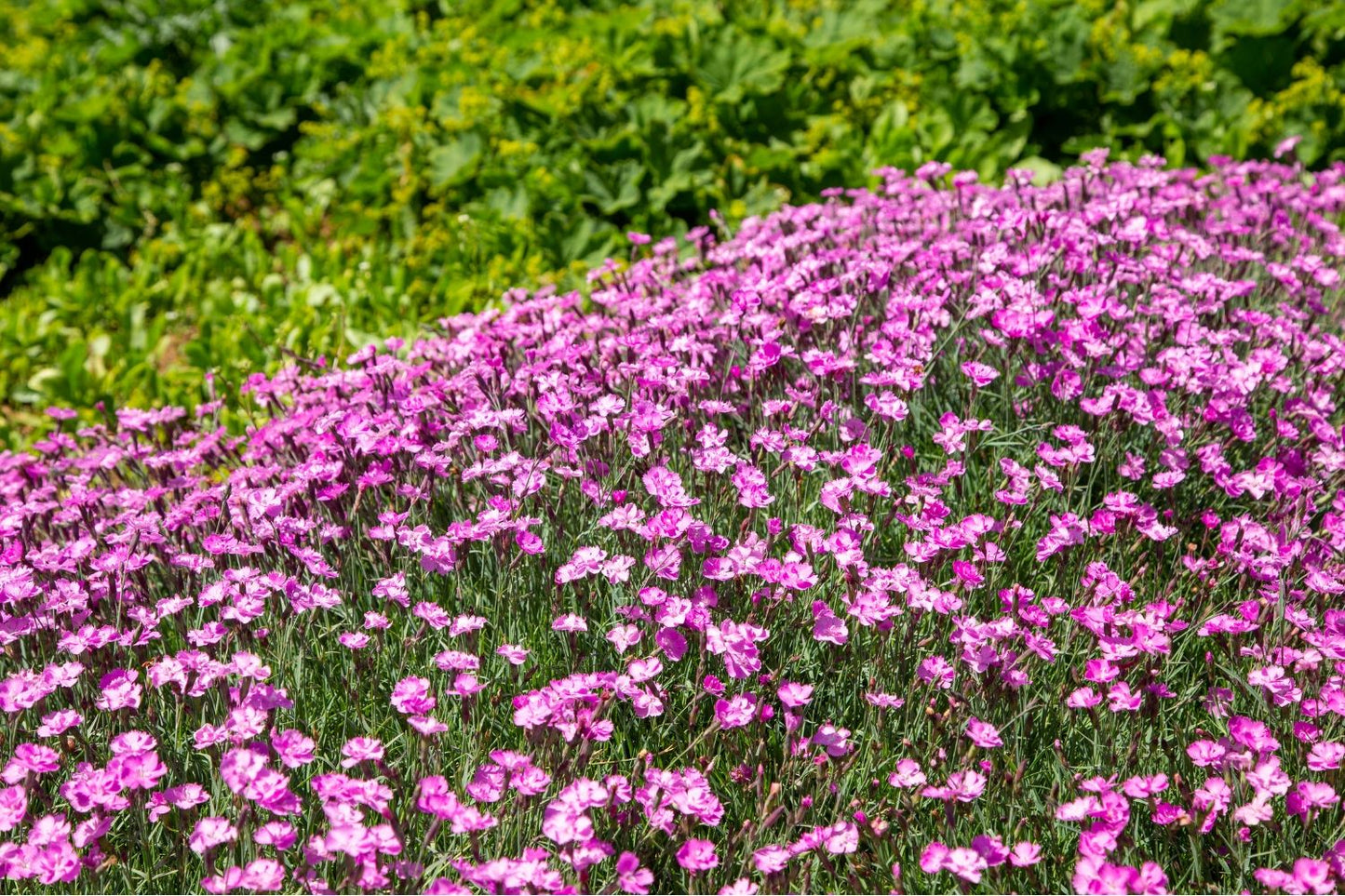 Dianthus gratianopolitanus 'Eydangeri' (Pfingst-Nelke)