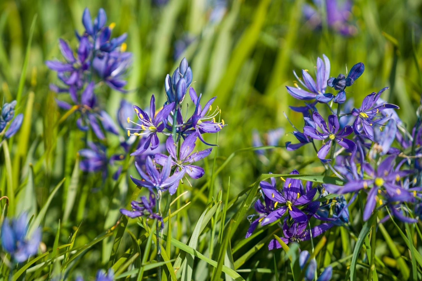 Camassia quamash (Prärielilie)