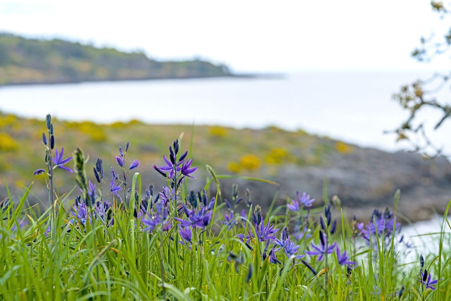 Camassia quamash (Prärielilie)