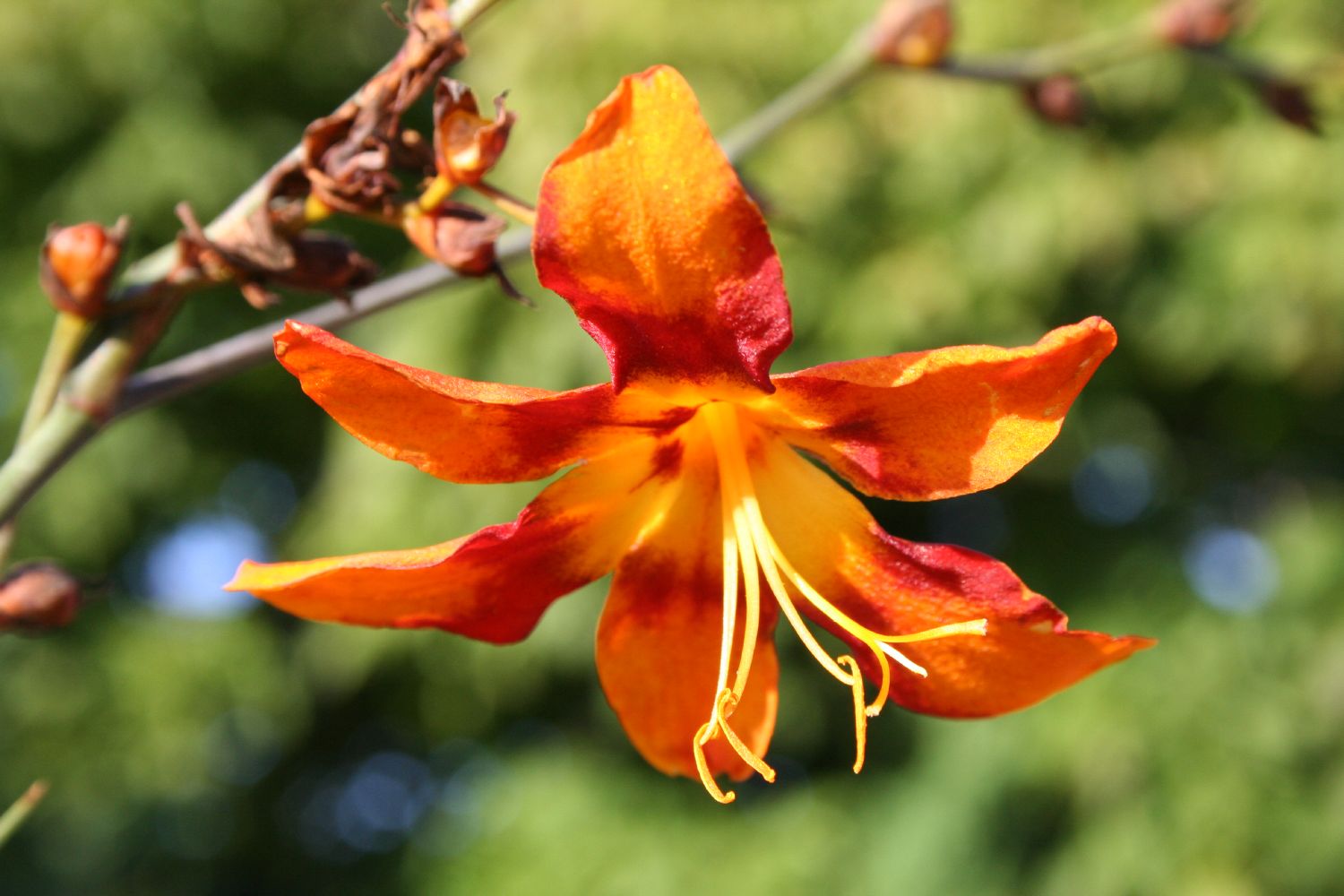 Crocosmia x crocosmiiflora 'Emily McKenzie' Montbretie
