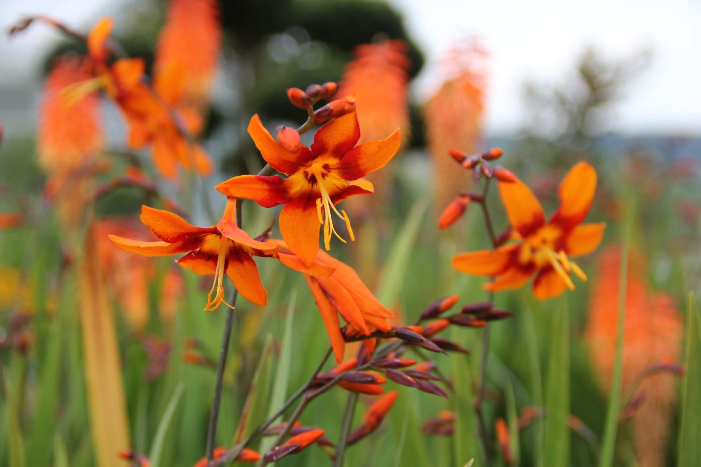 Crocosmia x crocosmiiflora 'Emily McKenzie' (Montbretie)