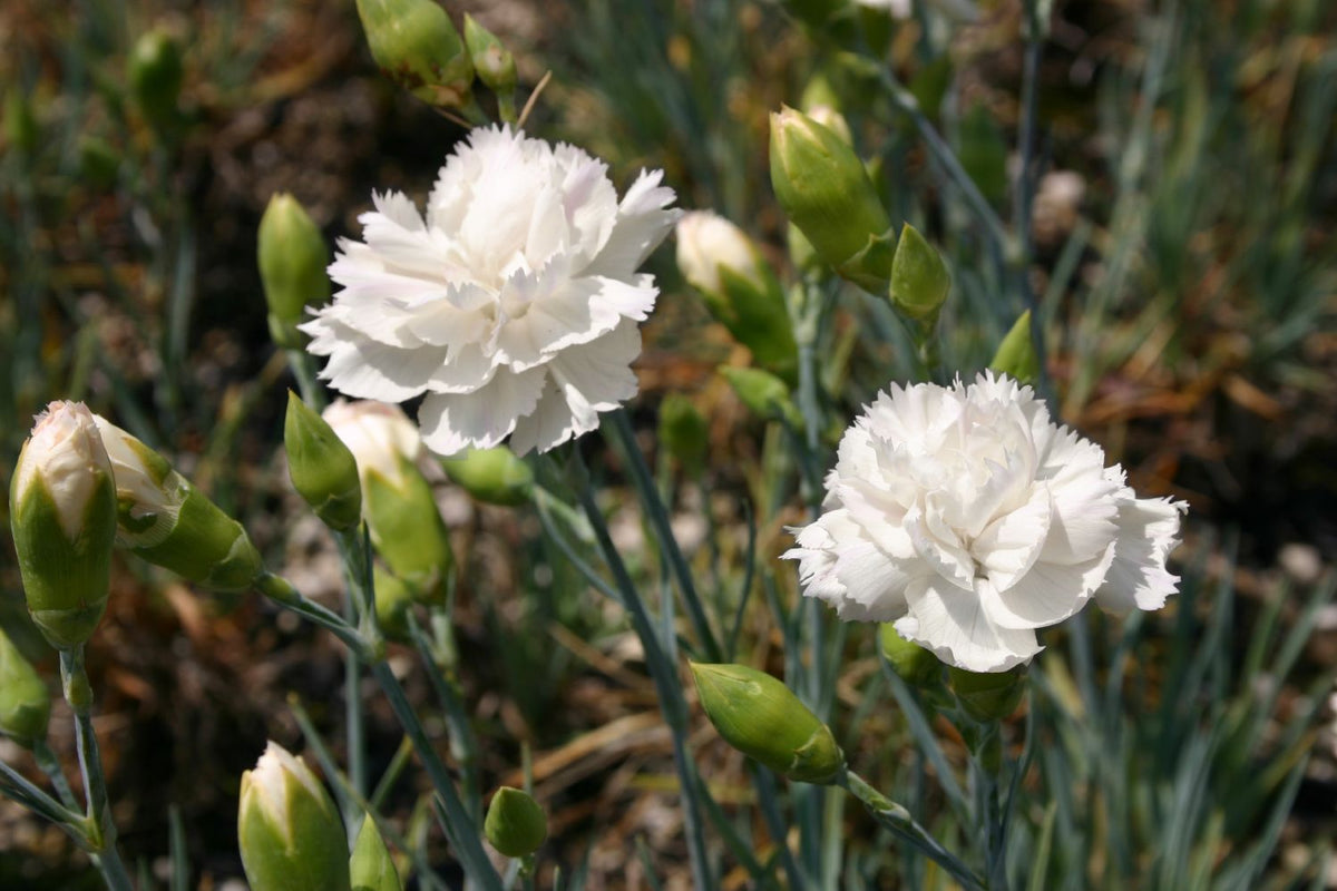 Dianthus plumarius 'Alba Plena' (Federnelke) - P 0,5