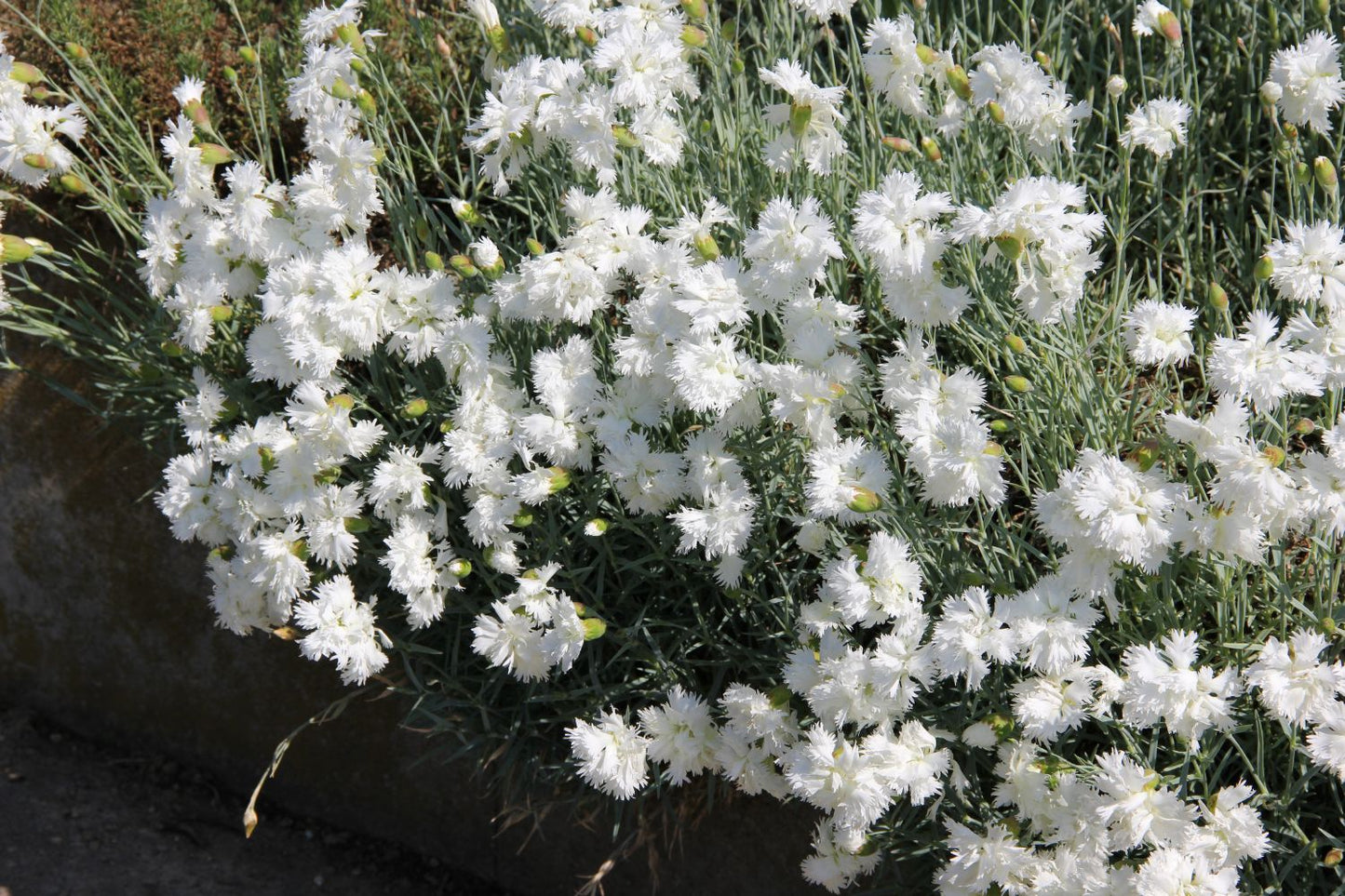 Dianthus plumarius 'Alba Plena' (Federnelke)
