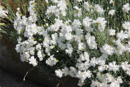 Dianthus plumarius 'Alba Plena' (Federnelke)
