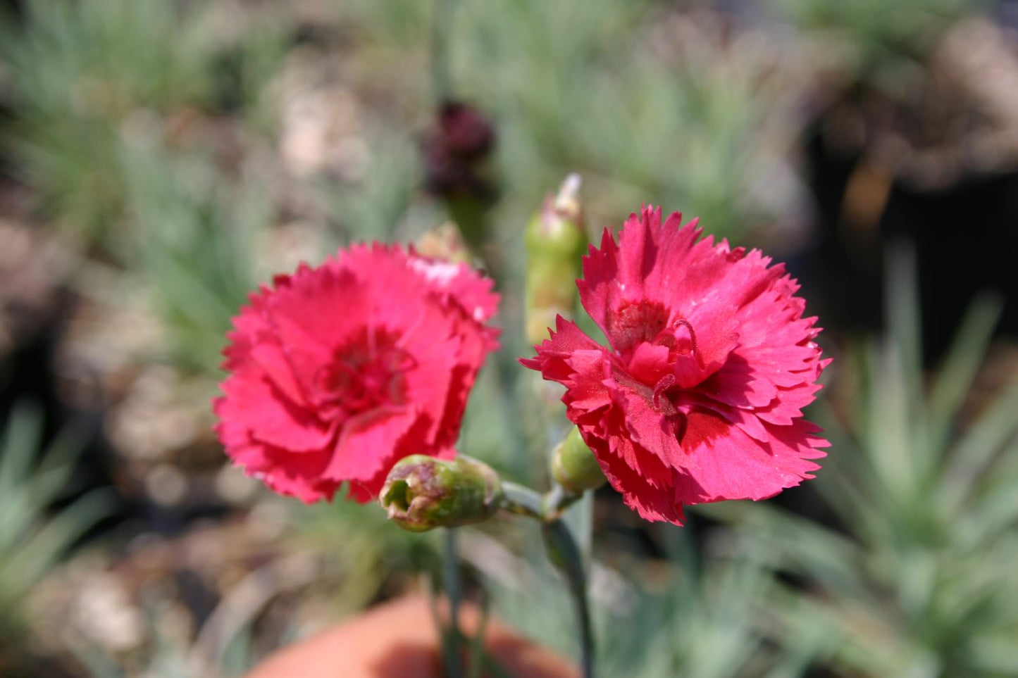 Dianthus plumarius 'Munot' Federnelke