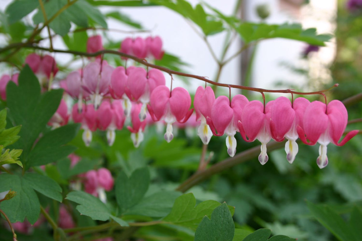 Dicentra spectabilis (Tränendes Herz | Hohe Herzblume) - P 1
