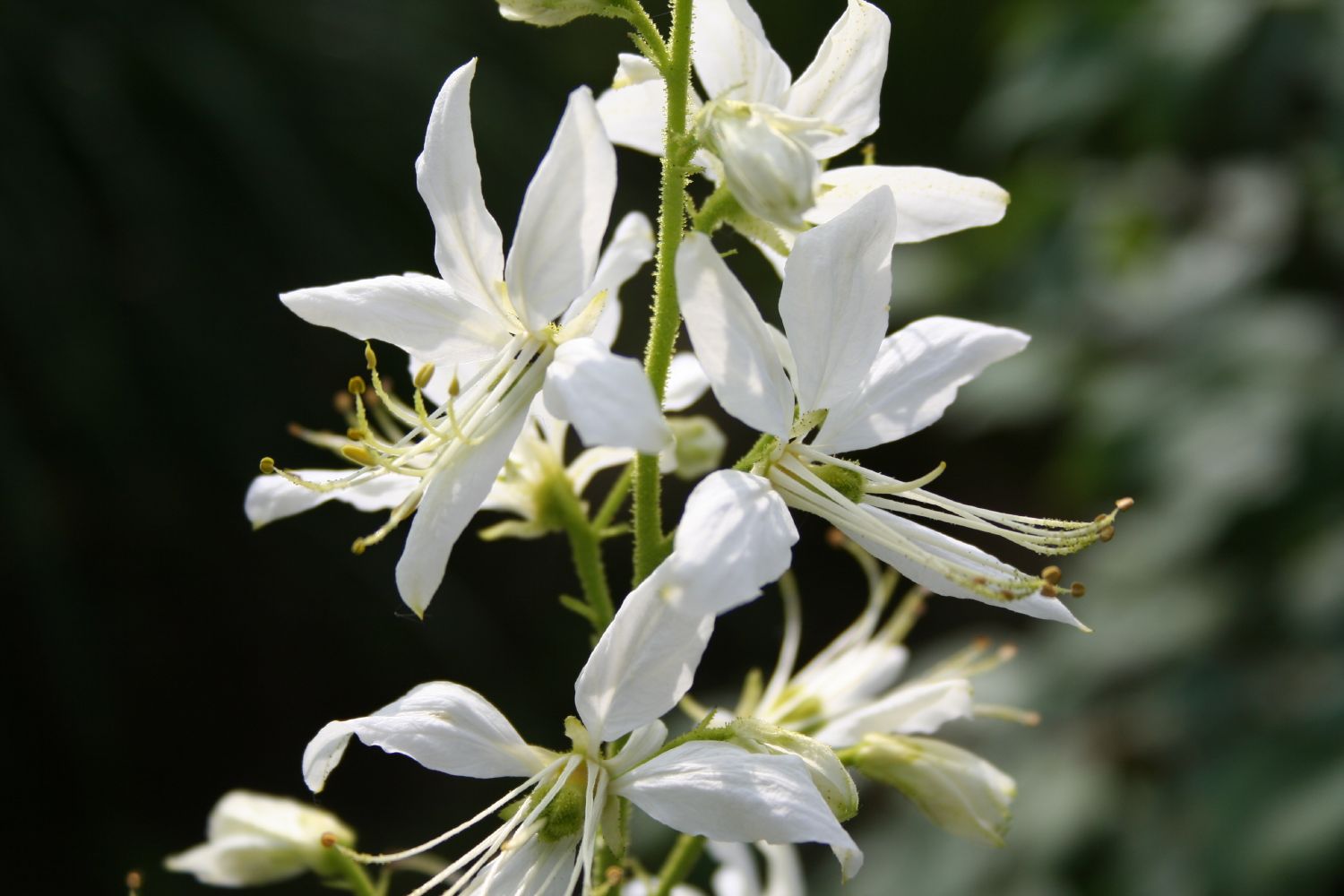 Dictamnus albus 'Albiflorus' Weißblühender Diptam