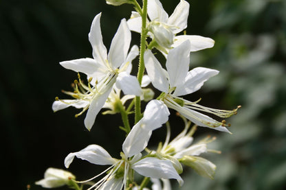 Dictamnus albus 'Albiflorus' Weißblühender Diptam