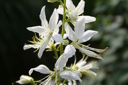 Dictamnus albus 'Albiflorus' Weißblühender Diptam