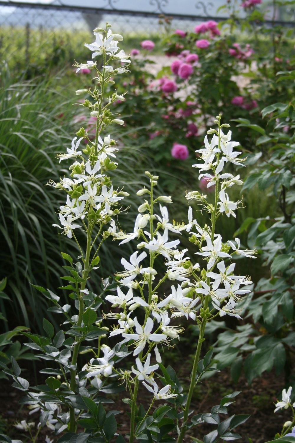 Dictamnus albus 'Albiflorus' Weißblühender Diptam