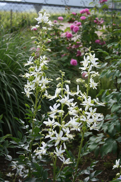Dictamnus albus 'Albiflorus' Weißblühender Diptam