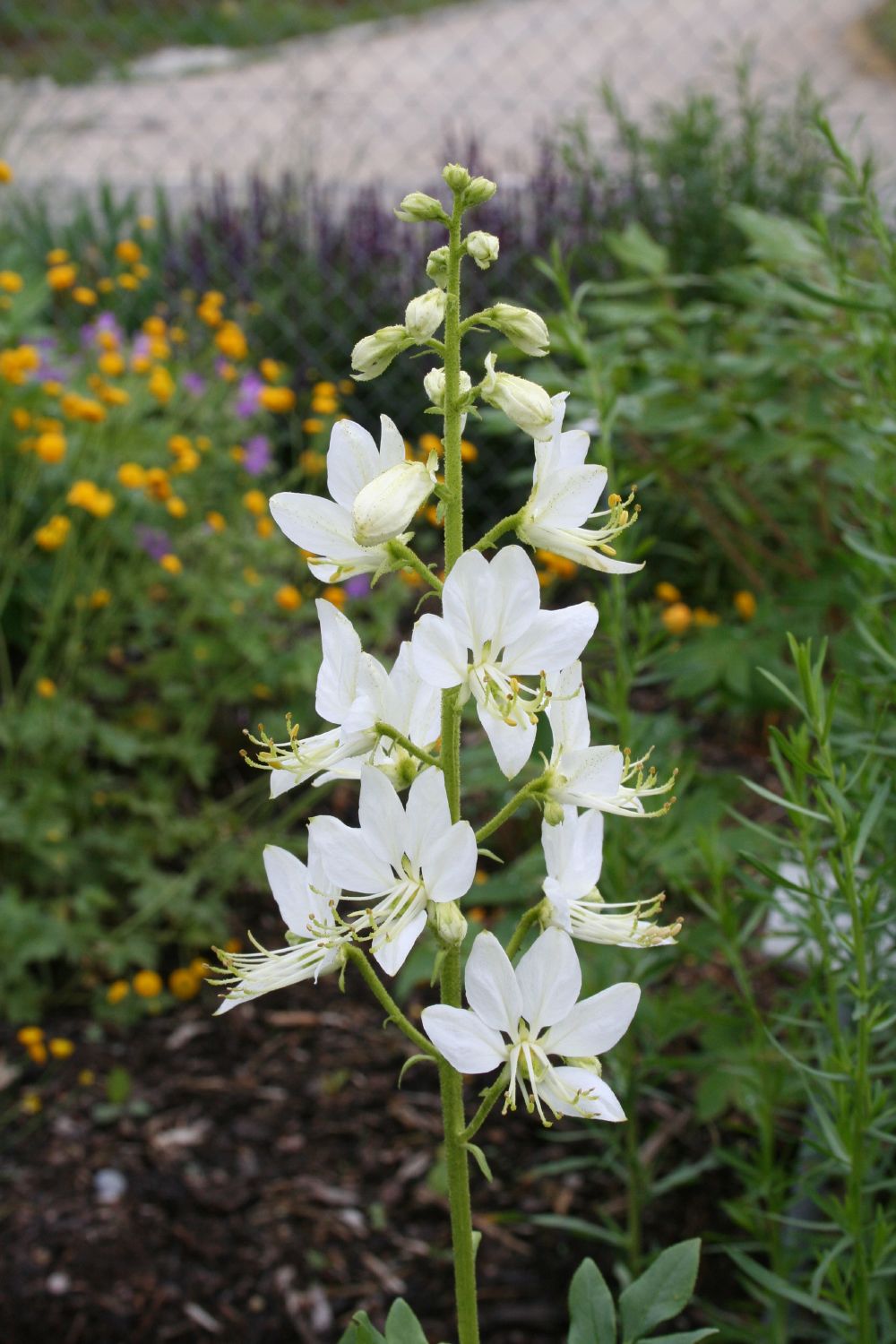Dictamnus albus 'Albiflorus' (Weißblühender Diptam)
