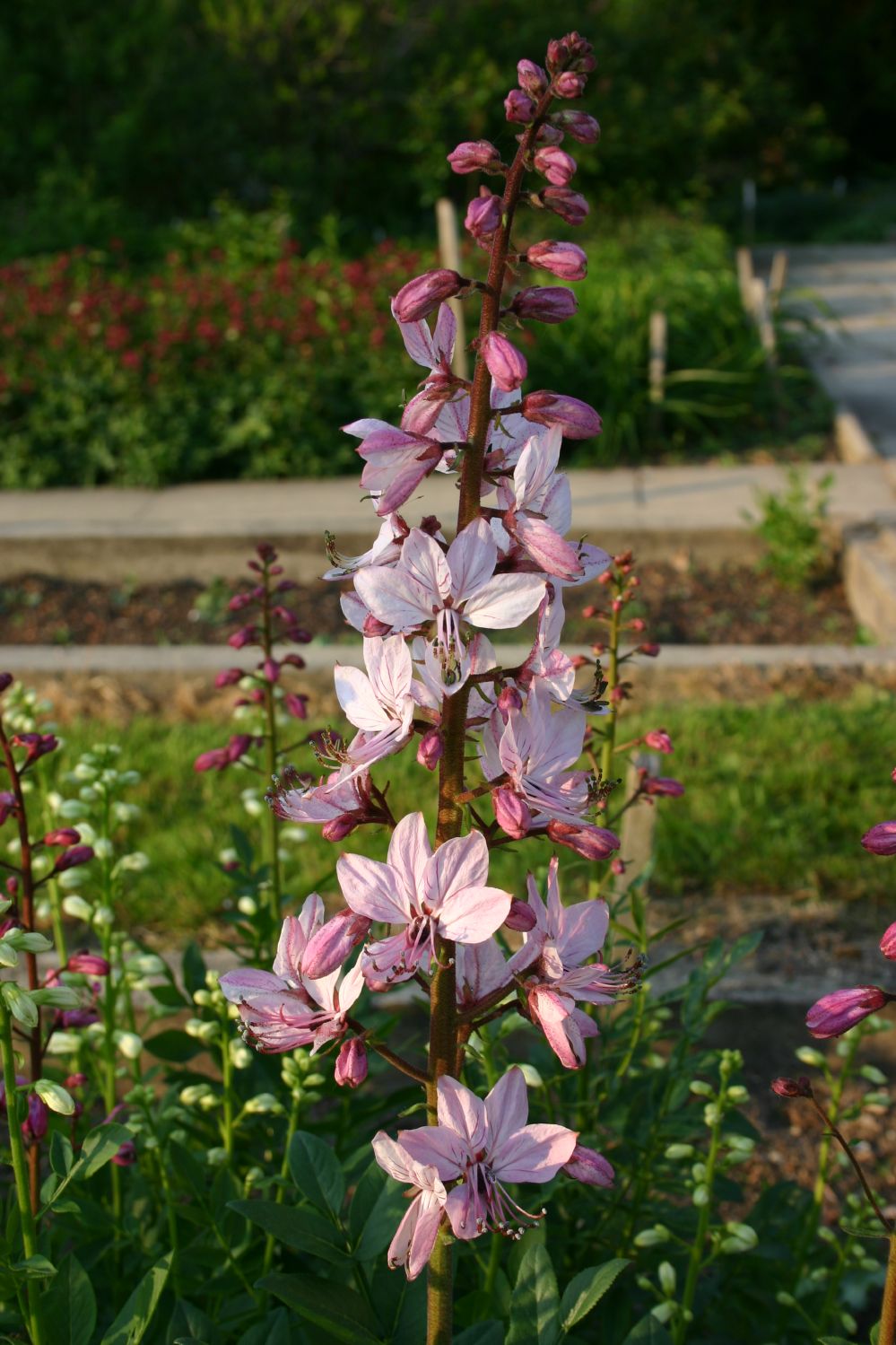Dictamnus albus Gewöhnlicher Diptam
