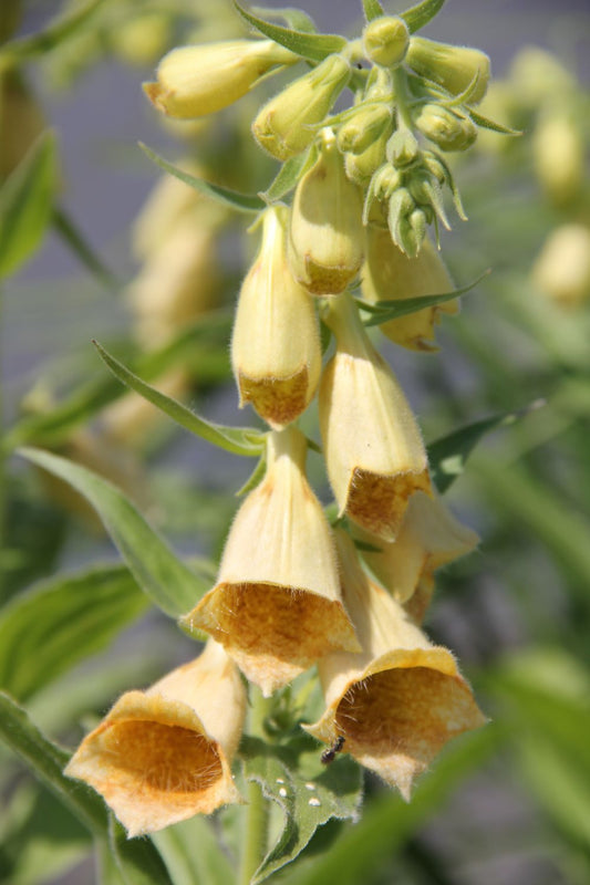 Digitalis ferruginea 'Gelber Herold' Fingerhut