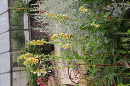 Digitalis ferruginea 'Gelber Herold' (Fingerhut)