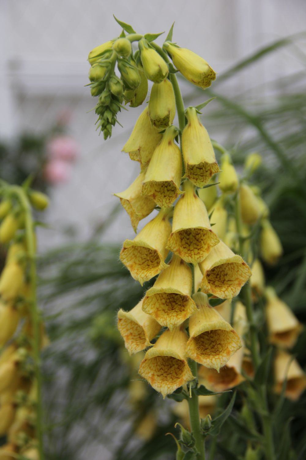 Digitalis grandiflora (Großblütiger Fingerhut) - P1