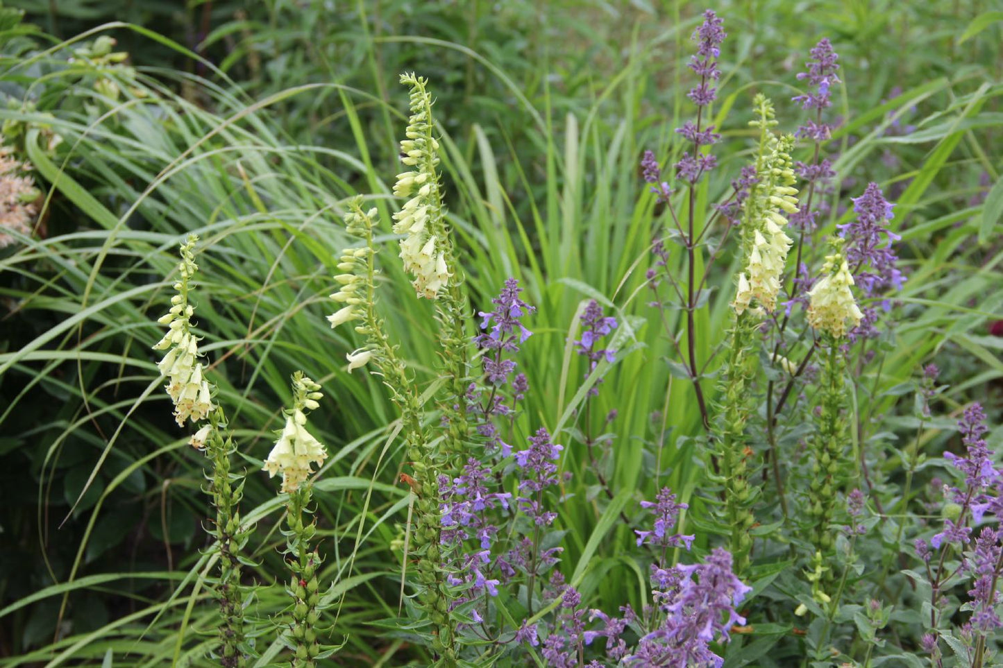 Digitalis lutea (Gelbblühender Fingerhut)