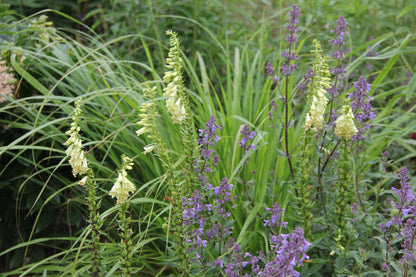 Digitalis lutea (Gelbblühender Fingerhut)
