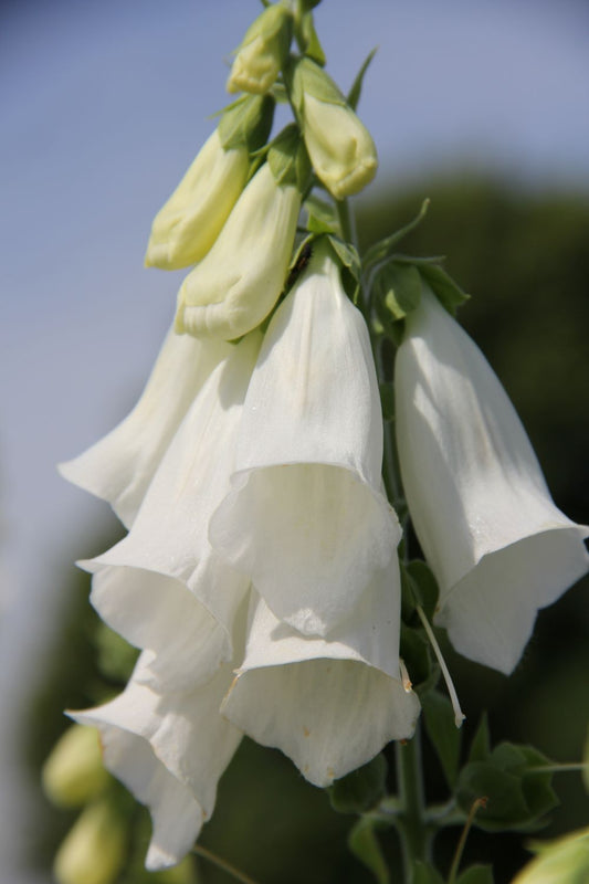 Digitalis purpurea 'Alba' Garten-Fingerhut