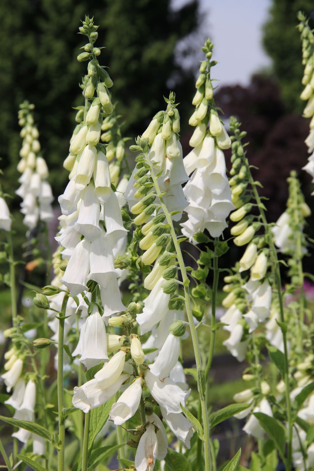 Digitalis purpurea 'Alba' (Garten-Fingerhut)