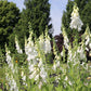 Digitalis purpurea 'Alba' (Garten-Fingerhut)