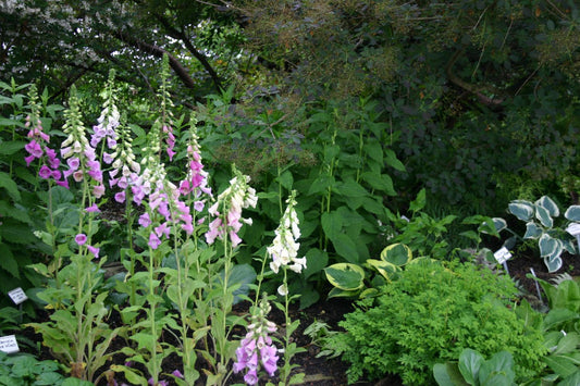 Digitalis purpurea 'Excelsior' Garten-Fingerhut